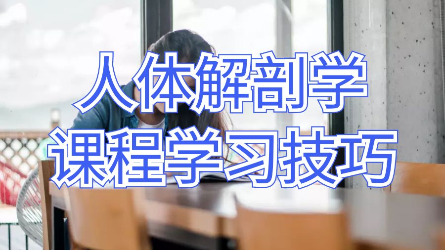 英國(guó)杜倫大學(xué)留學(xué)生人體解剖學(xué)課程學(xué)習(xí)技巧